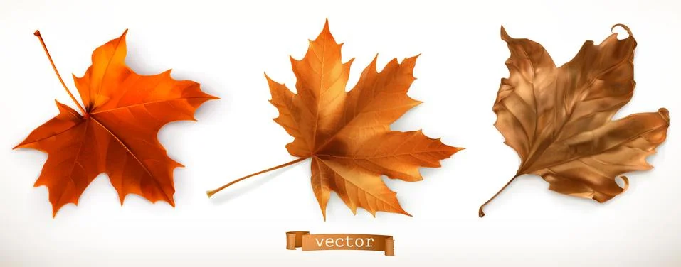 Maple leaf. 3d realistic vector icons Stock Illustration
