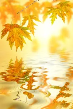 Maple leaf above a lake Stock Photos