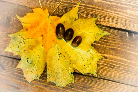 Maple leaf, acorn Stock Photos