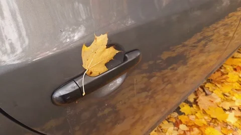 Maple leaf adhered to car door handle during leaf fall Vidéo 221044381