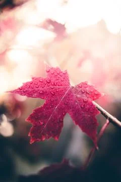 Maple leaf after the rain. Stock Photos