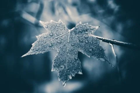Maple leaf after the rain. Stock Photos
