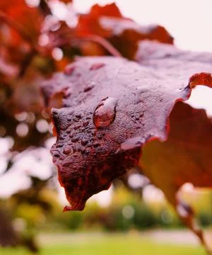 Maple leaf after rain Stock Photos