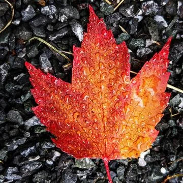 Maple Leaf after Rain 스톡 사진