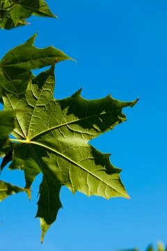 Maple leaf against the blue sky Foto stock