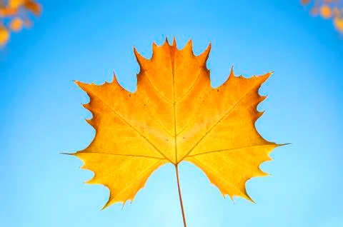 Maple leaf against the blue sky. 写真素材