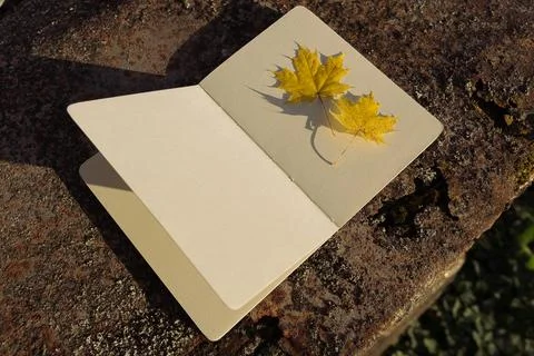 Maple leaf and book on stone background. Autumn season concept. Stock Photos