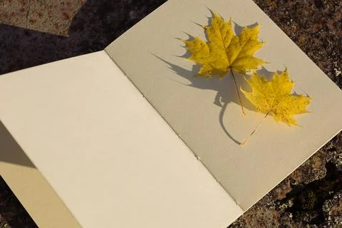 Maple leaf and book on stone background. Autumn season concept. Stock Photos