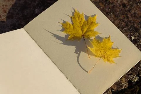 Maple leaf and book on stone background. Autumn season concept. Stock Photos
