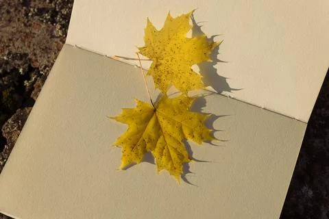 Maple leaf and book on stone background. Autumn season concept. Stock Photos