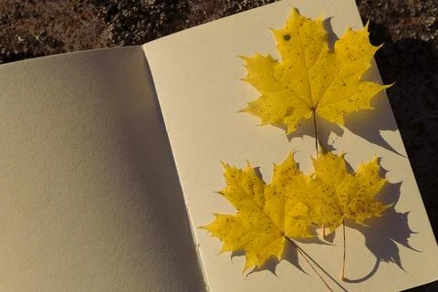 Maple leaf and book on stone background. Autumn season concept. Stock Photos