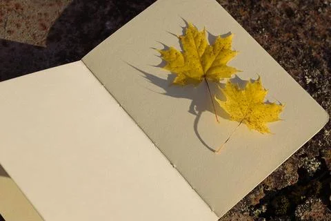 Maple leaf and book on stone background. Autumn season concept. Stock Photos