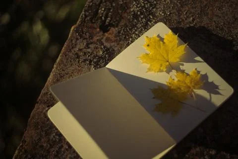 Maple leaf and book on stone background. Autumn season concept. Stock Photos