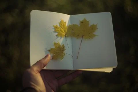 Maple leaf and book on stone background. Autumn season concept. Stock Photos