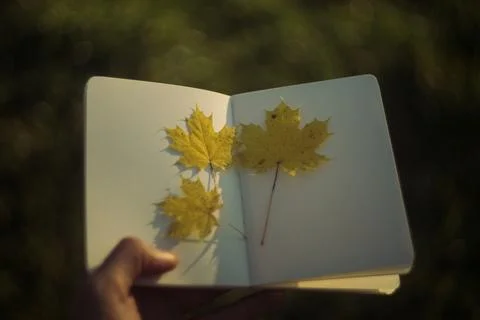 Maple leaf and book on stone background. Autumn season concept. Stock Photos