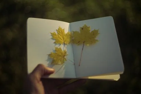 Maple leaf and book on stone background. Autumn season concept. Stock Photos