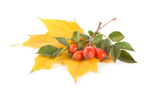 Maple leaf and briar Stock Photos