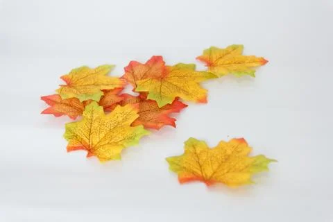 Maple leaf and free space for text with white background. Stock Photos
