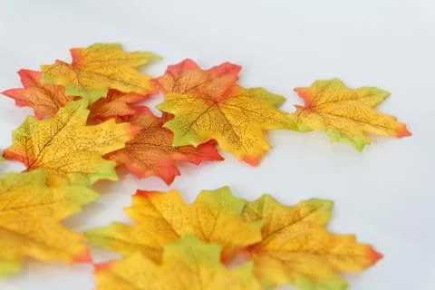 Maple leaf and free space for text with white background. Stock Photos