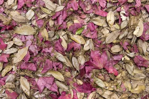 The maple leaf and gold leaf background. Stock Photos