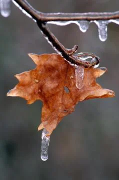 Maple leaf and icicle Stock Photos