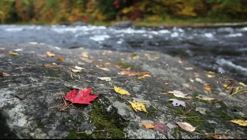 Maple leaf and river in fall color, Vermont, USA Video stock 10803401