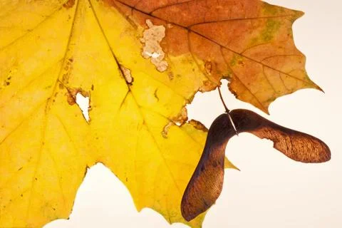 Maple leaf and seed Stock Photos