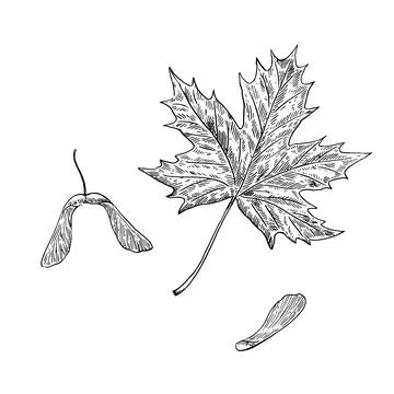 Maple leaf and seeds, ink drawing. Detailed realistic vector illustration Stock Illustration