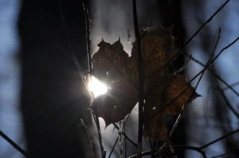 Maple Leaf  and sun Stock Photos