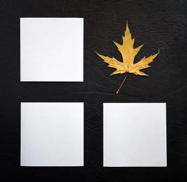 Maple Leaf and Three Sheets of Paper Foto stock