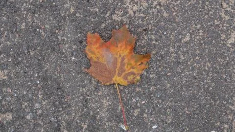 Maple leaf on the asphalt in the autumn Stock Photos