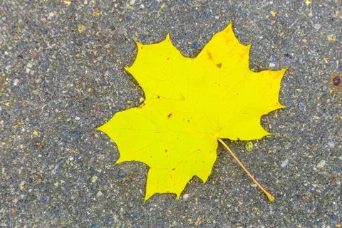 Maple Leaf On the Asphalt Stock Photos