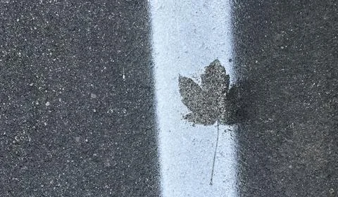 Maple leaf on the asphalt road with white line Stock Photos