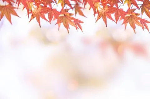 Maple leaf in autumn for background or copy space for text. Foto stock
