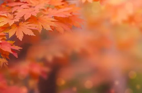 Maple leaf in autumn for background or copy space for text. Stock Photos
