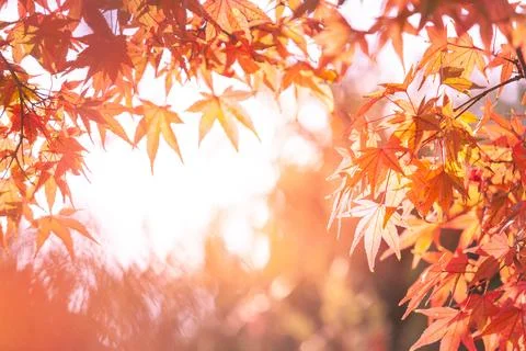 Maple leaf in autumn for background or copy space for text. Foto stock