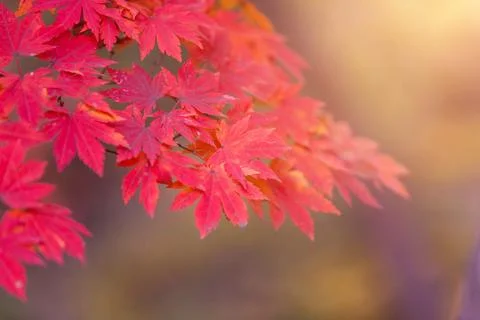Maple leaf in autumn for background or copy space for text. Stock Photos