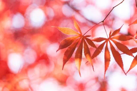 Maple leaf in autumn for background or copy space for text. Foto stock