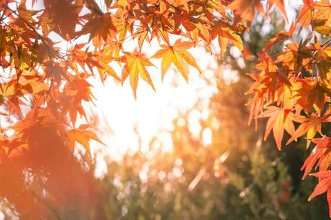 Maple leaf in autumn for background or copy space for text. Stock Photos