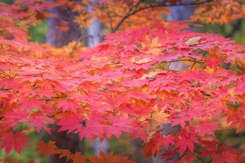 Maple leaf in autumn for background or copy space for text. 스톡 사진