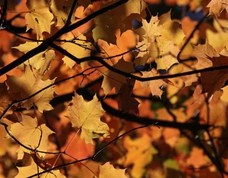 Maple Leaf Autumn Canopy Foto stock