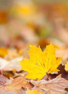 Maple leaf in autumn colors Stock Photos