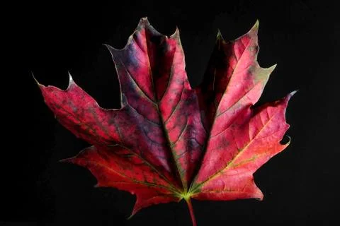 Maple leaf in autumn colors Foto stock