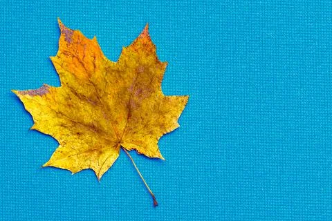 Maple leaf in autumn colors. Stock Photos
