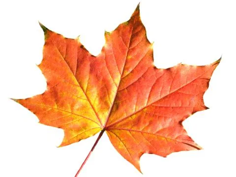 Maple leaf in autumn fall colour cut out on a white background Stock Photos