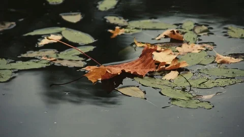 Maple leaf in autumn floats on water 動画素材 116173594