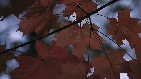 Maple leaf in autumn 動画素材 116173440