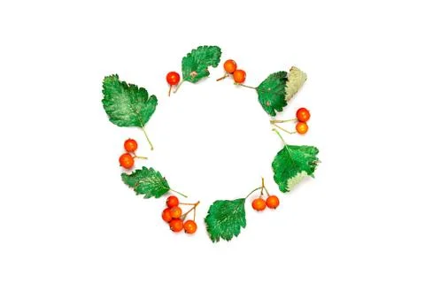 Maple leaf autumn. Green dried leaves, orange fruits Rowans in shape frame is Stock Photos