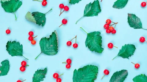 Maple leaf autumn. Green leafs, dry leaves, red fruits Rowans isolated on pas 스톡 사진