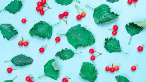 Maple leaf autumn. Green leafs, dry leaves, red fruits Rowans isolated on pas Stock Photos